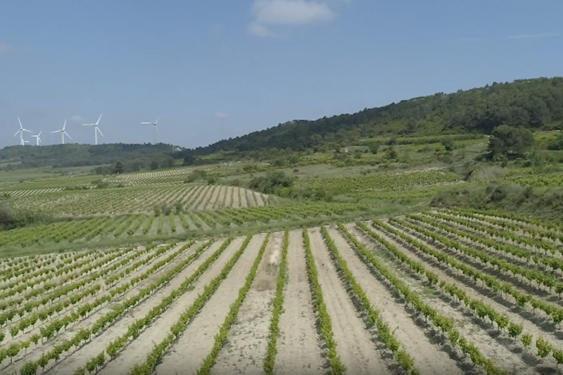 Lézignan-Corbières : des vignerons coopérateurs s’unissent, autour d’un projet novateur,  pour développer leurs éoliennes